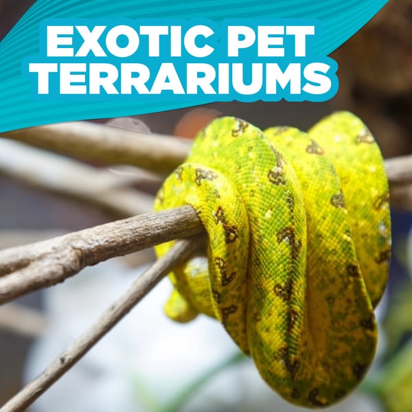 Exotic Pet Terrariums