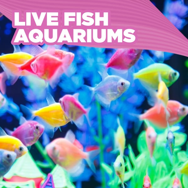 Live Fish Aquariums