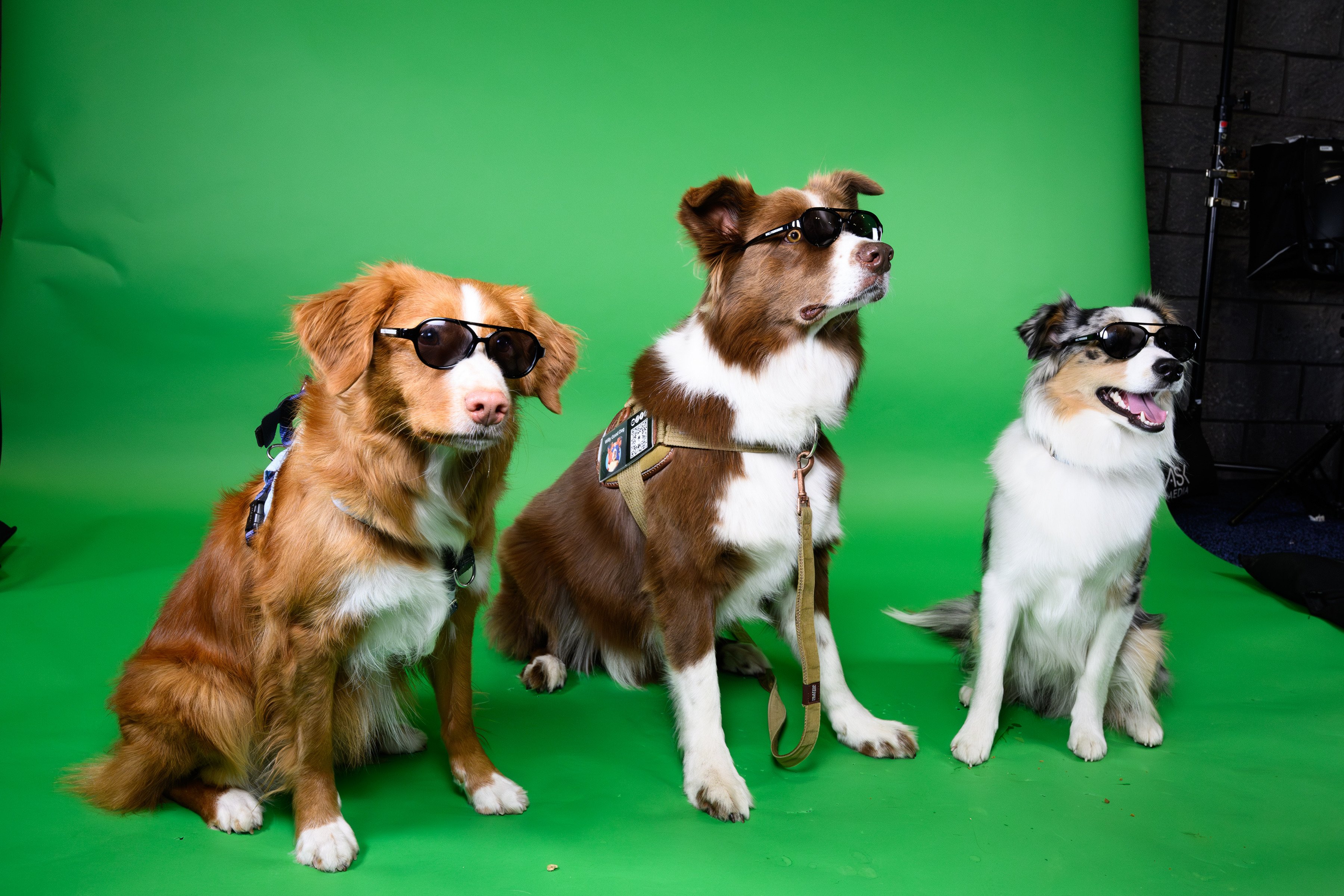 Influencer Dogs