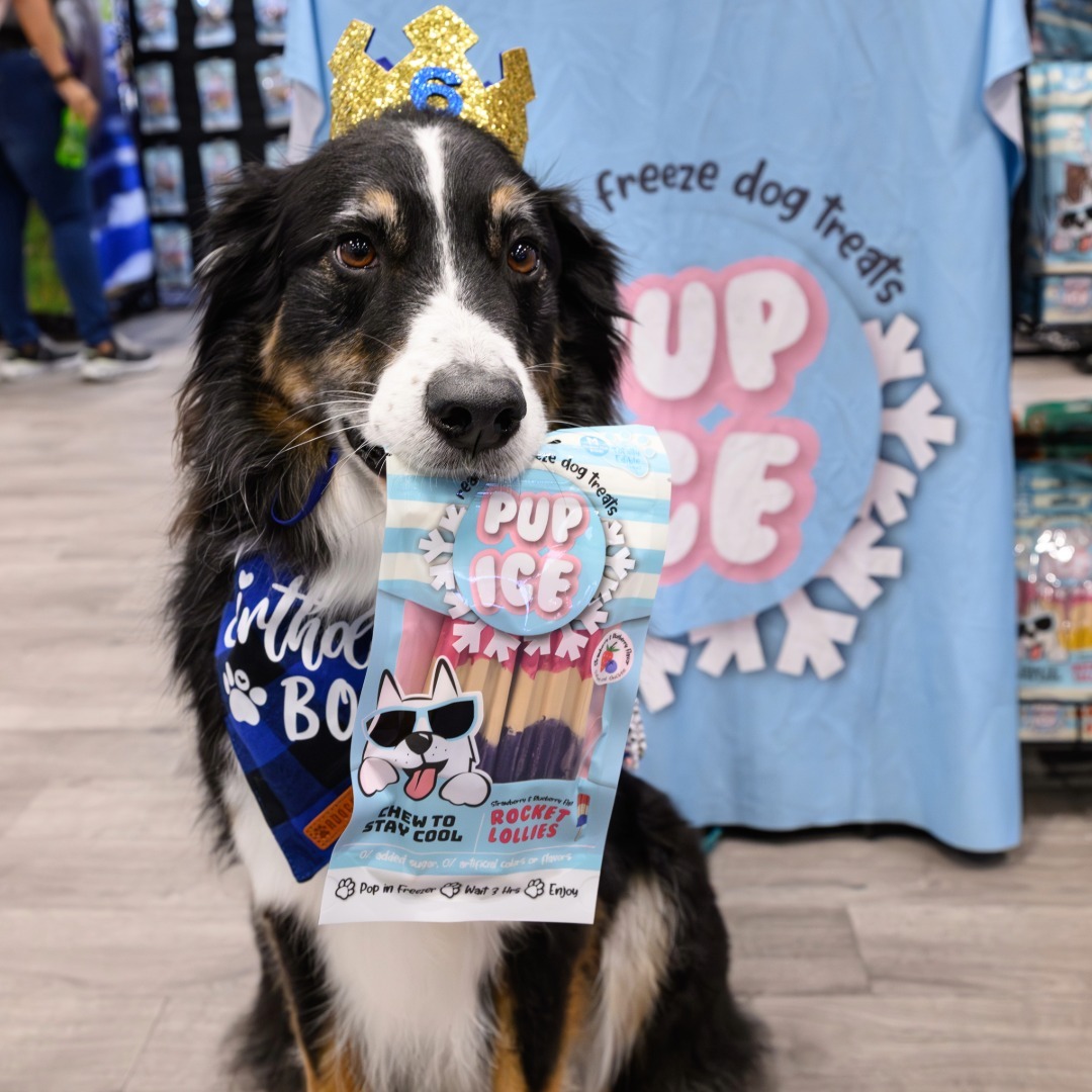 A cute dog holding a Pup Ice package